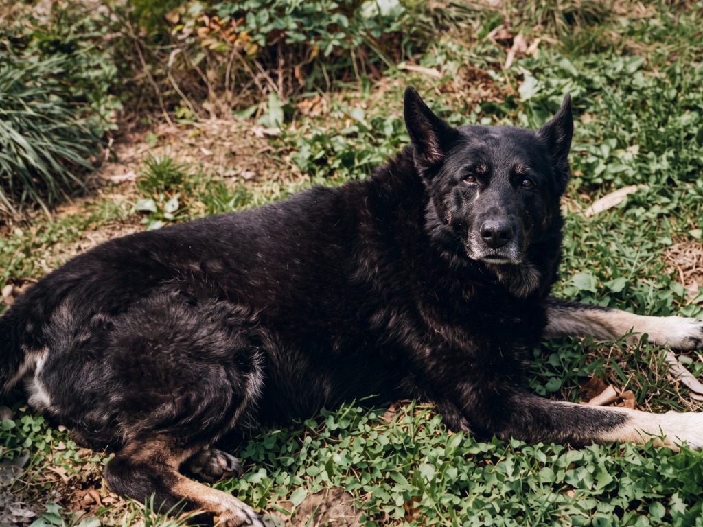 Step 1: Crystal-clear restored photograph of Gaucho